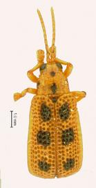   Agonita  ( Agonita ) habitus. 